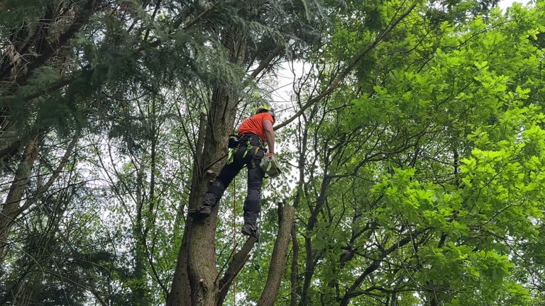 Best Emergency Tree Removal  in Barberton, OH